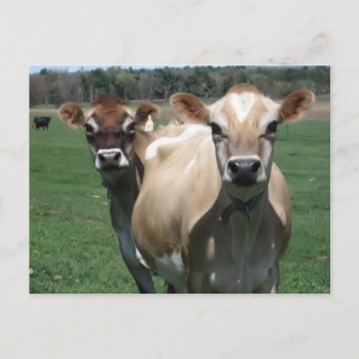 Jersey cows postcard