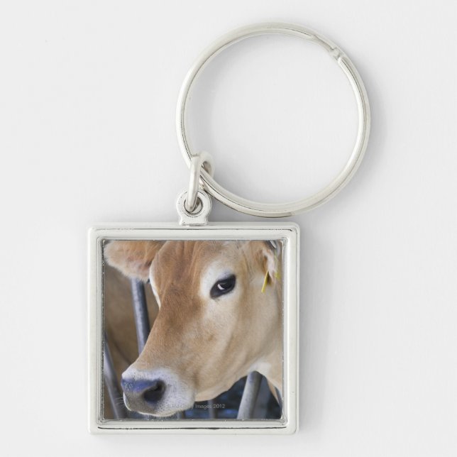 Jersey dairy cow with head in head lock. key ring (Front)