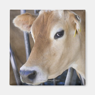 Jersey dairy cow with head in head lock. magnet