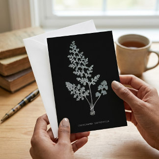 Jersey fern, Anogramma leptophylla Card