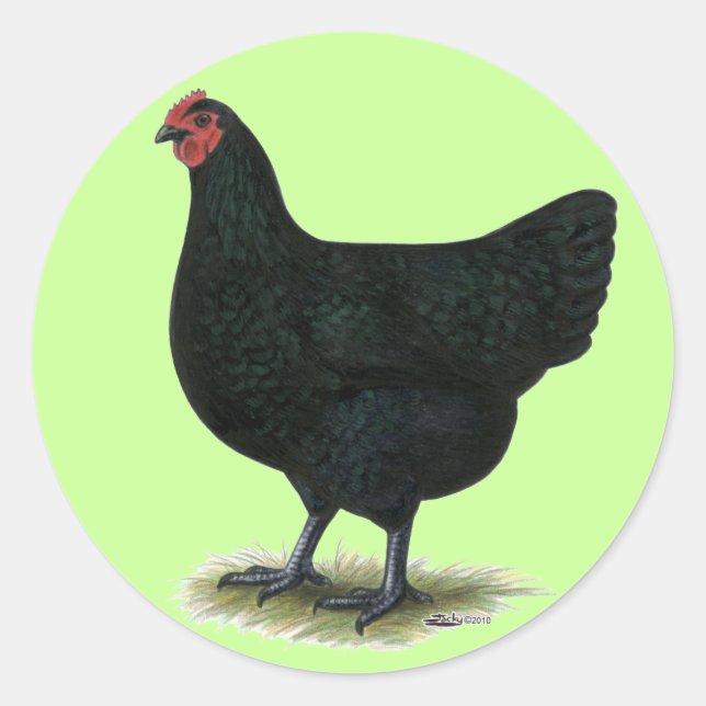 Jersey Giant:  Black Hen Classic Round Sticker (Front)