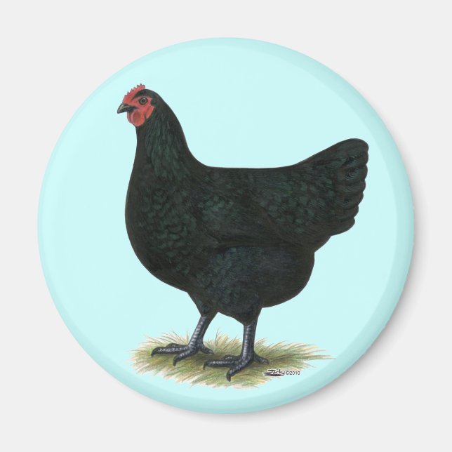 Jersey Giant:  Black Hen Magnet (Front)