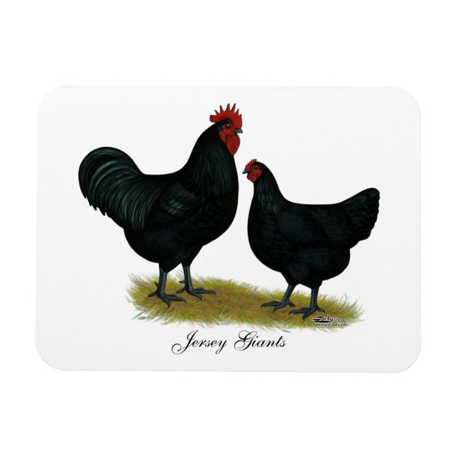 Jersey Giant Chickens Magnet (Horizontal)