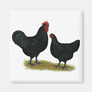 Jersey Giant Chickens Magnet