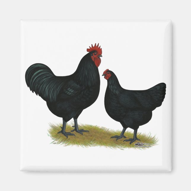 Jersey Giant Chickens Magnet (Front)