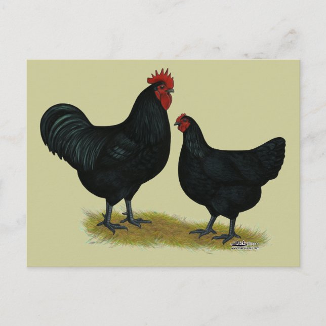Jersey Giant Chickens Postcard (Front)