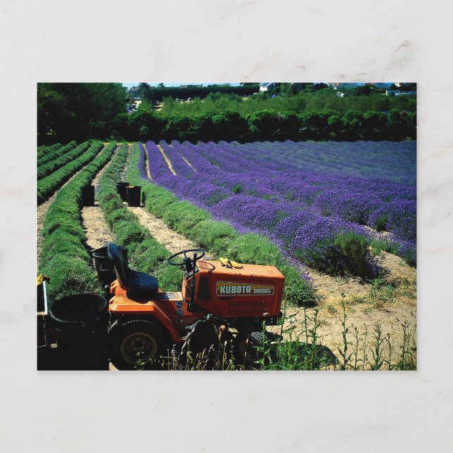 Jersey lavender farm, Jersey Channel Islands, Engl Postcard (Front)
