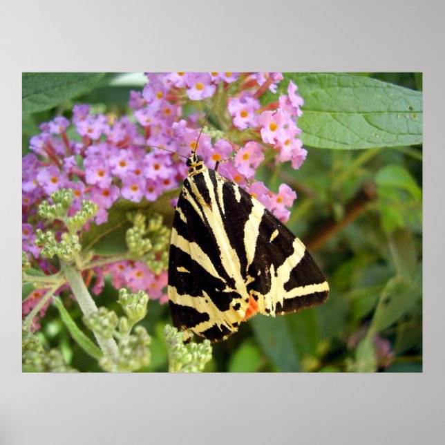 Jersey Tiger Butterfly Poster (Front)