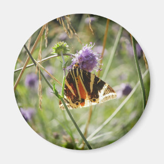 Jersey Tiger Moth Magnet