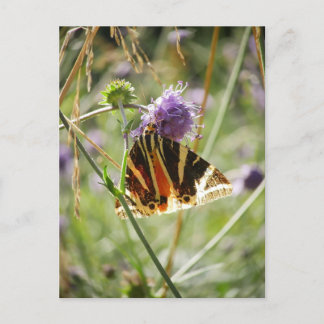 Jersey Tiger Moth Postcard