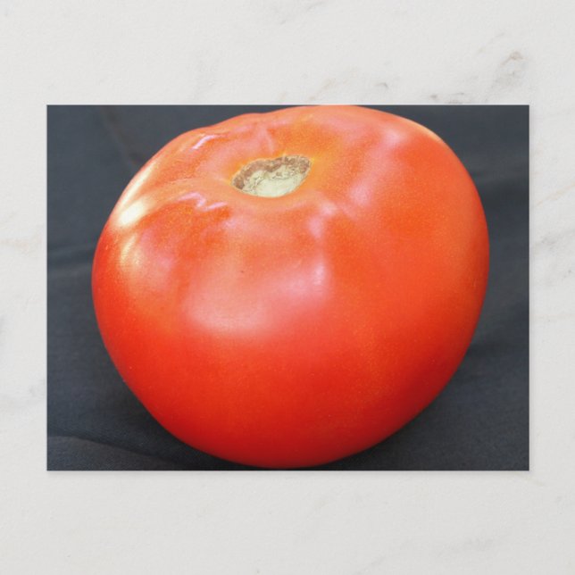 Jersey Tomato 4 Postcard (Front)