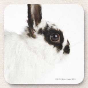 Jersey Wooly Rabbit Coaster