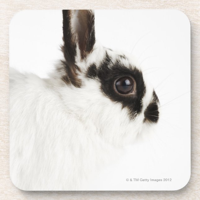 Jersey Wooly Rabbit Coaster (Front)