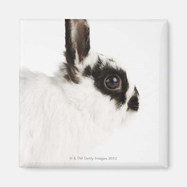 Jersey Wooly Rabbit Magnet (Front)