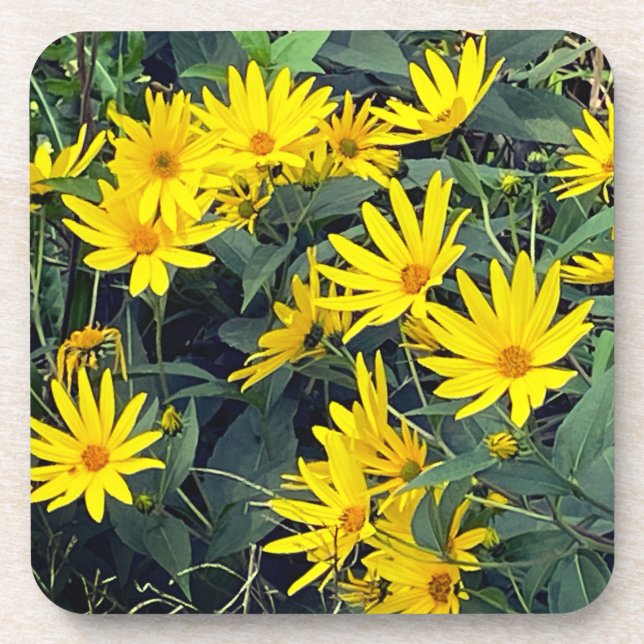 Jerusalem Artichoke Flowers Coaster (Front)
