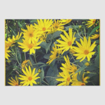 Jerusalem Artichoke Flowers