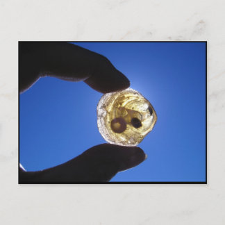 Jessups Neck, Long Island Postcard