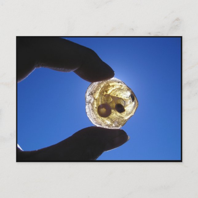 Jessups Neck, Long Island Postcard (Front)