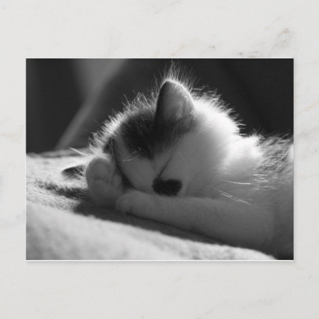 jessy jane - Postcard (Front)