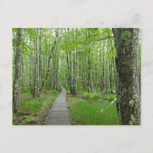 Jesup Path Boardwalk Trail Postcard