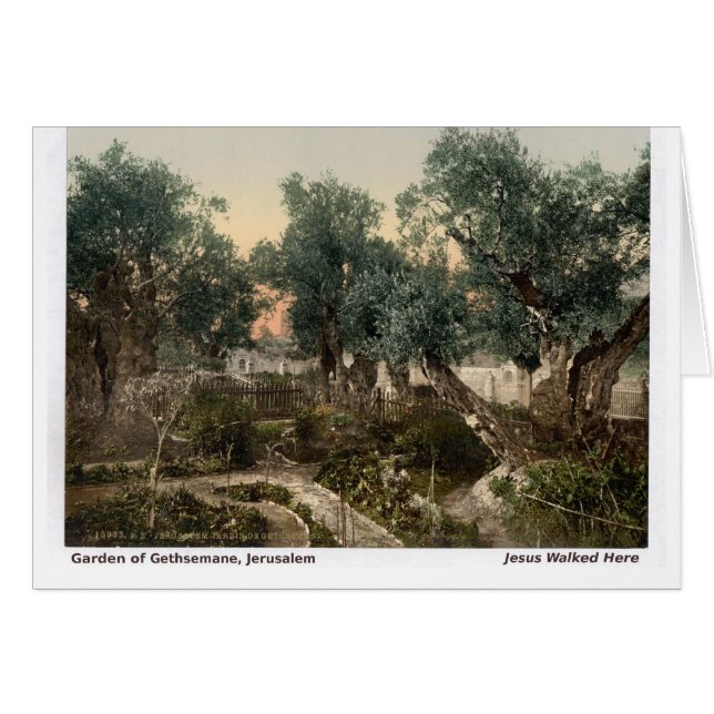 Jesus Walked Here: Garden of Gethsemane (Front Horizontal)