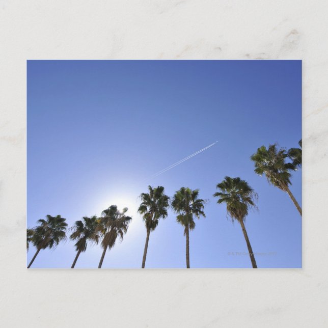 Jet Stream Over Palm trees Postcard (Front)