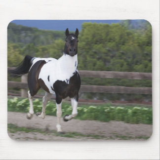 Jet the Paint Horse Running Mouse Mat