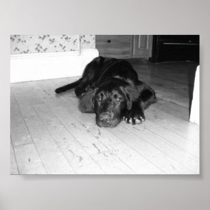 Jett on hardwood poster