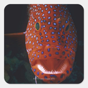 Jewel Grouper, Cephalopholis miniata Square Sticker