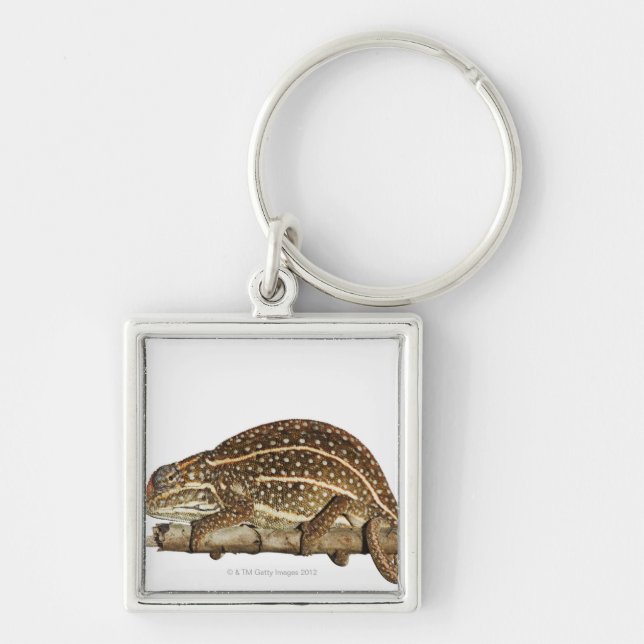 Jewelled chameleon, Campan's chameleon Key Ring (Front)