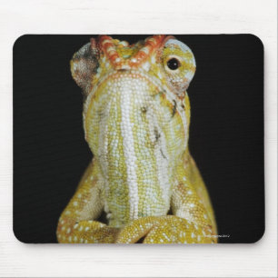 Jewelled chameleon, or Campan's chameleon Mouse Mat