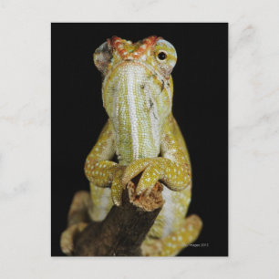 Jewelled chameleon, or Campan's chameleon Postcard