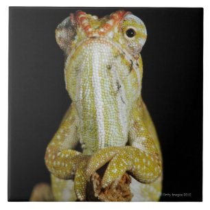 Jewelled chameleon, or Campan's chameleon Tile