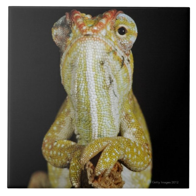 Jewelled chameleon, or Campan's chameleon Tile (Front)
