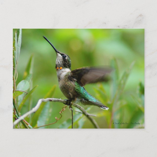 Jewels Adorn Postcard (Front)