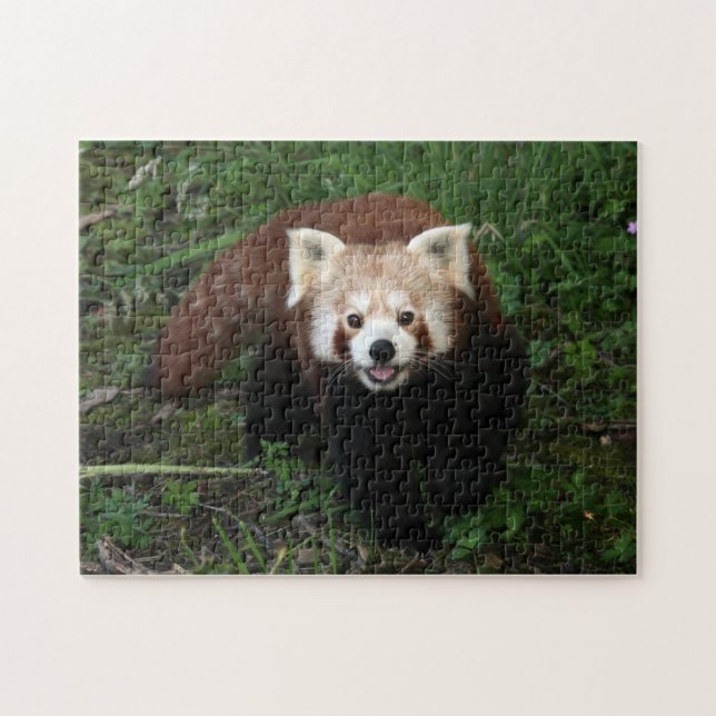 jigsaw - red panda jigsaw puzzle (Horizontal)