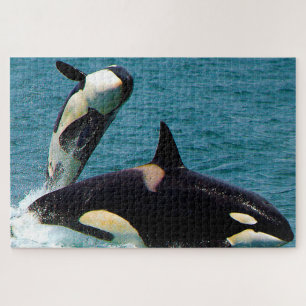 Jigsaws Orcas or Killer Whales Jigsaw Puzzle