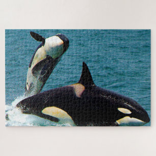 Jigsaws Orcas or Killer Whales Jigsaw Puzzle