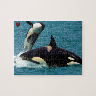 Jigsaws Orcas or Killer Whales Jigsaw Puzzle