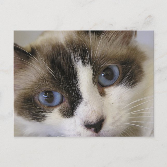 Jillie #2 postcard (Front)