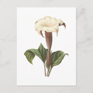 jimsonweed(Datura lavis) by Redouté Postcard