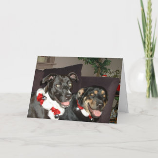Jingle Dogs Holiday Card