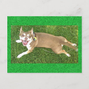 Joey Laughs Postcard