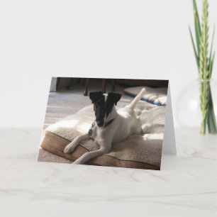 "Joey" Smooth Fox Terrier Dog Photo Greeting Card