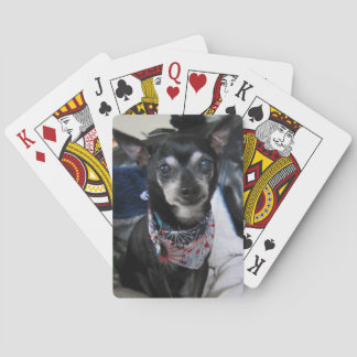 Joey  the chihuahua Playing Cards