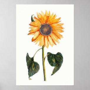 Johannes Teyler's Sunflower Poster