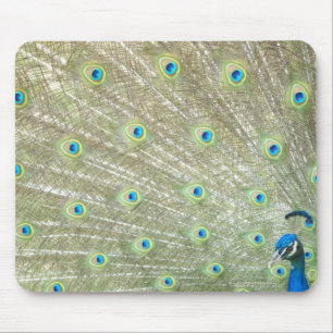 Johannesburg Zoo, Gauteng Province, South Africa Mouse Mat