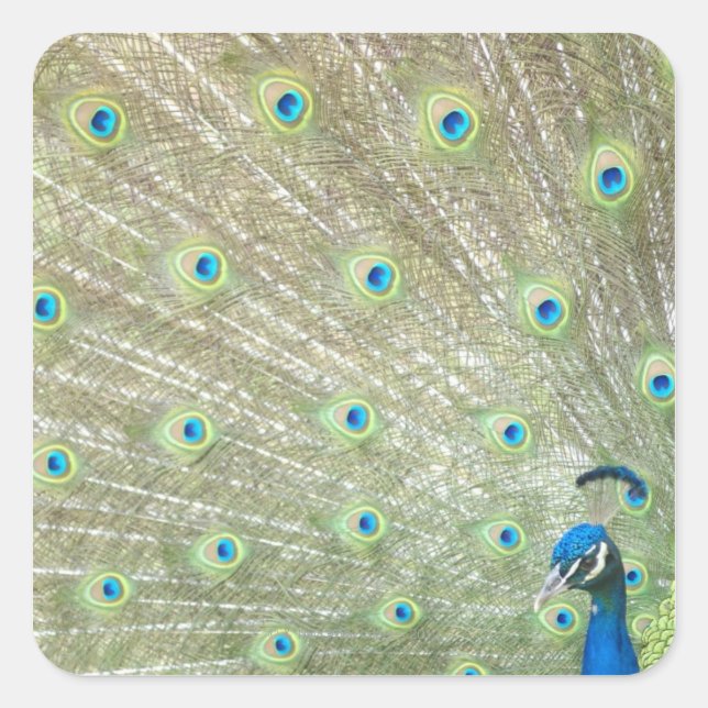 Johannesburg Zoo, Gauteng Province, South Africa Square Sticker (Front)