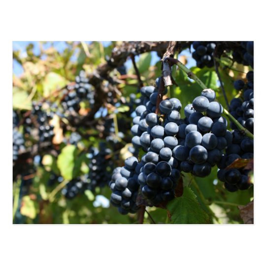 John 15:5 Grapes Postcard