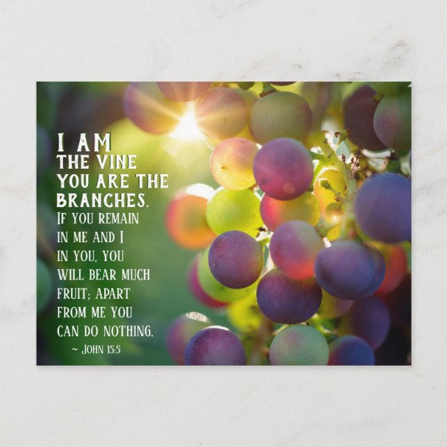 John 15:5 I Am the Vine You are the Branches Jesus Postcard (Front)